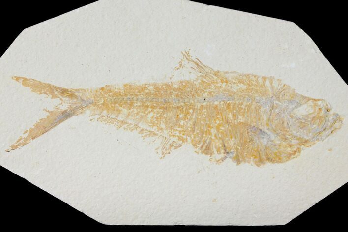 Fossil Fish (Diplomystus) - Green River Formation #119646